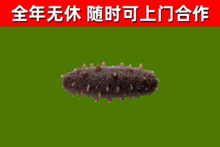三门峡市回收海参干